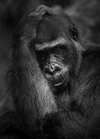 Gorilla portrait