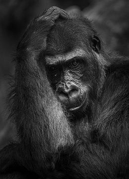 Porträt eines Gorillas von Werner van Beusekom