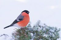Goudvink in sneeuw