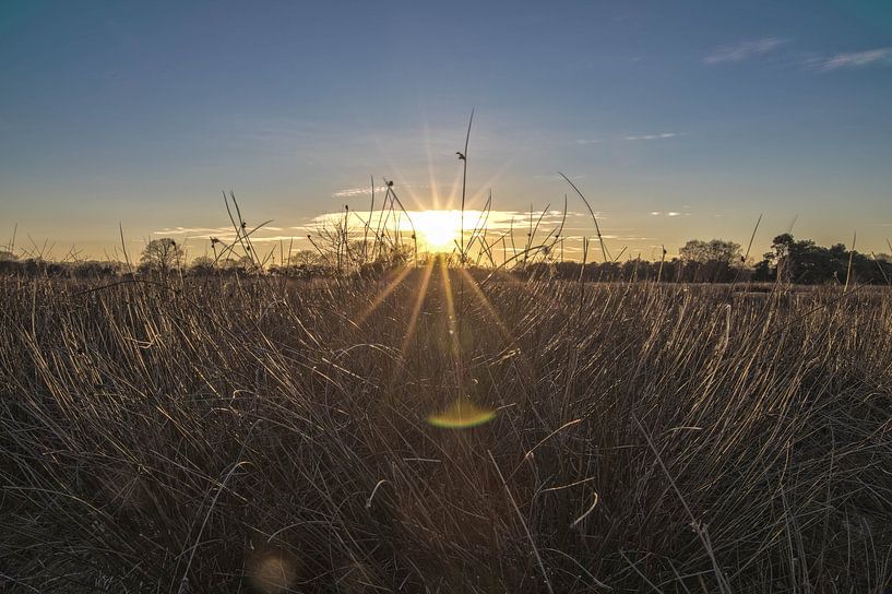 Sonnenuntergang Heide von Sasja van der Grinten