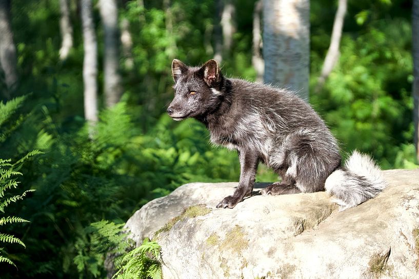 Polarfuchs im Sommerfell Norwegen von Ronald Kromkamp