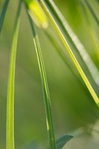 Gras