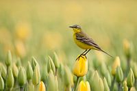 jaune à jaune