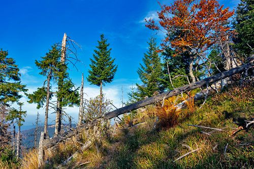 Deadwood in the avalanche forest