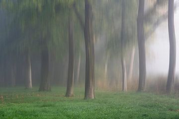 Mist in het Zoelsebos van Fred Louwen