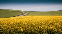 landscape - yellow on the road.