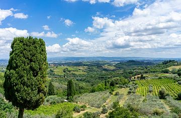 Landschaft der Toskana in Italien mit Zypressen sur Animaflora PicsStock