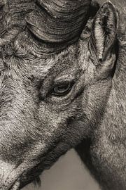 Alpine ibex - Capra ibex by Fabio Di Giuseppe