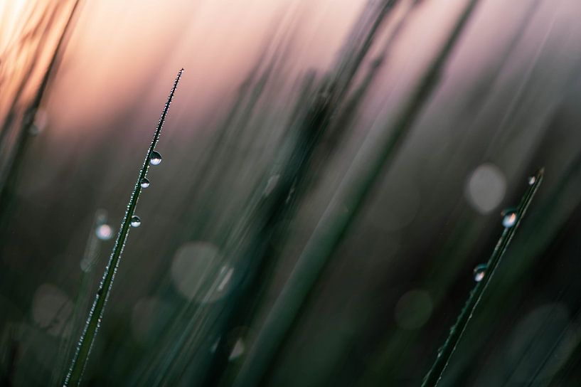 three in a row by Tania Perneel
