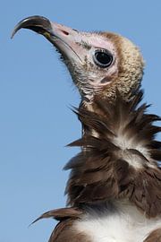 Kappengeier (Necrosyrtes monachus) von Ronald Pol