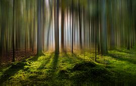 Geheimnisvolles Licht im Wald von Zoltan Horvath