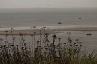 Dune plants in front of the sea
