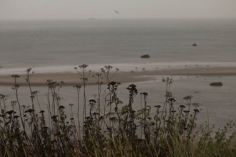 Dune plants in front of the sea by Bengt Schrum