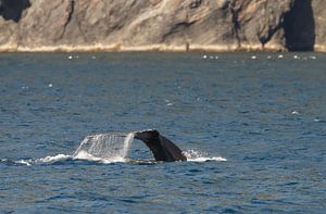 Walvis slaat met staart op het water sur Menno Schaefer