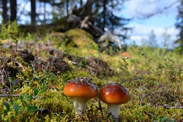 Bruine paddenstoelen en mos Fins Lapland van My Footprints