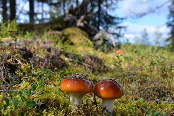 Champignons bruns et mousses Laponie finlandaise sur My Footprints