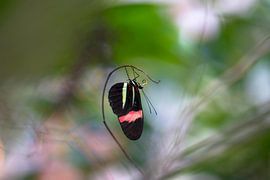 Hanging by Antoine Deleij