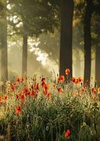 Whispers of Morning Light