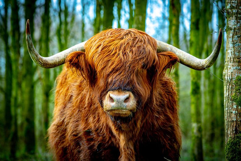 Highlander écossais par Steven Luchtmeijer