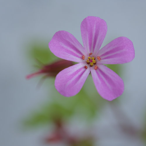 Wild geranium (square format)