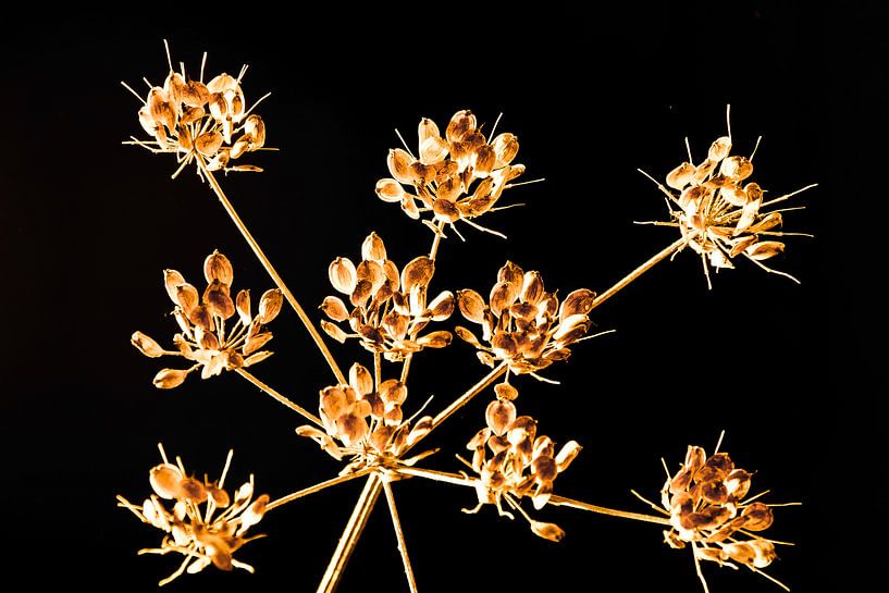  flowers branch by Caroline van Sambeeck
