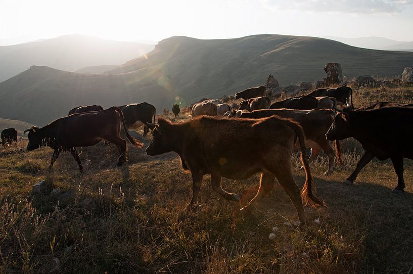 Kudde koeien wordt door de herder naar het dal gebracht. van Anne Hana