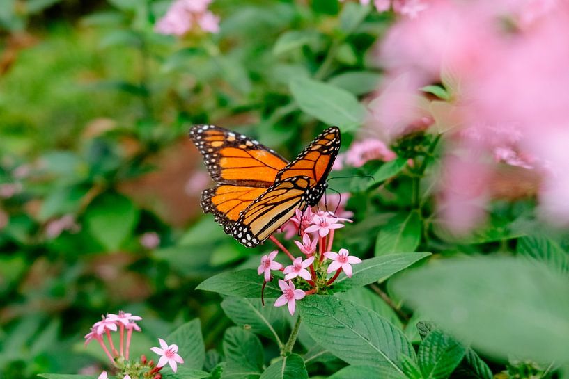 Butterfly by Myrthe Vlasveld