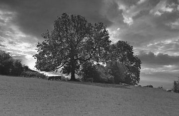 Bäume in der Landschaft in s.w. von Jose Lok