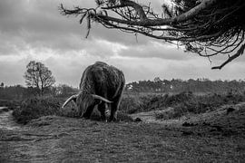 Scottish Highlander by Anouk Poelstra