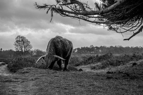 Schottischer Highlander