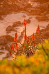 Rote Aloe Vera Blüte zum Sonnenuntergang