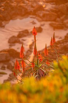 Rote Aloe Vera Blüte zum Sonnenuntergang von Leo Schindzielorz