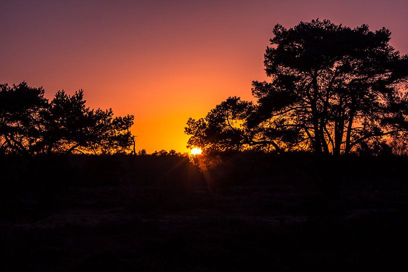 Silhouet boom by samantha vos