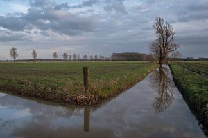 Arbres sur Moetwil en van Dijk - Fotografie