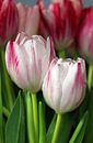 Tulpen duo von Roswitha Lorz Miniaturansicht