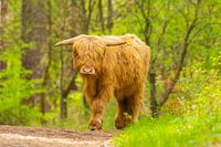 Scottish highlander