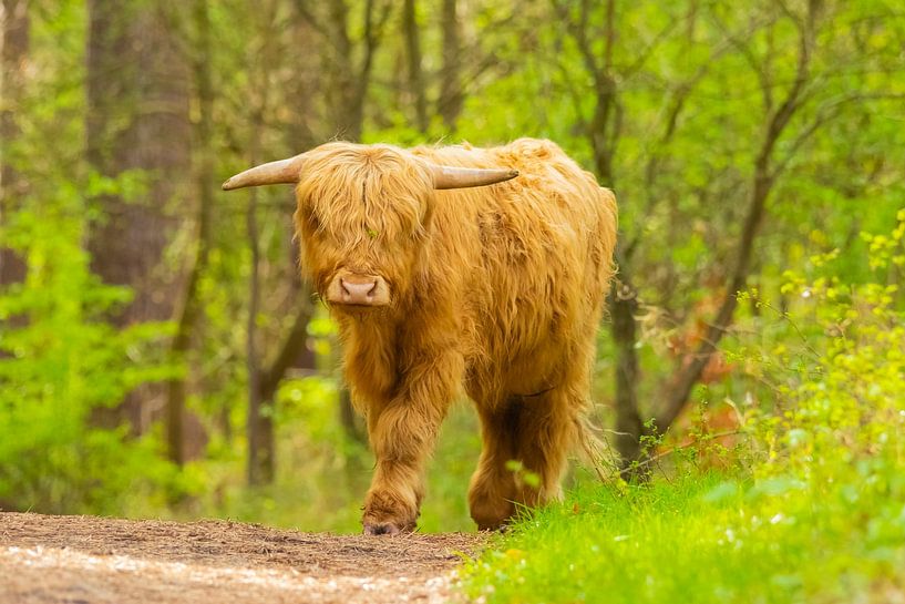 Scottish highlander by Niels Hamelynck