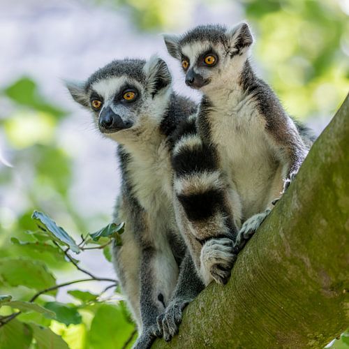 Ringstaartmaki met jong op tak