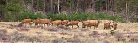 Pedigree des cerfs rouges dans le panorama