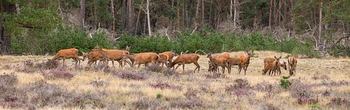 Roedel Edelherten in panorama