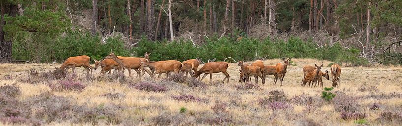 Pedigree Red deer in panorama by Gert Hilbink