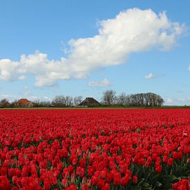 Champ de tulipes en Hollande du Nord sur Pim van der Horst