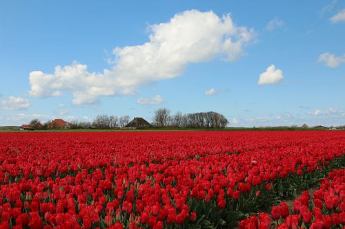 Champ de tulipes en Hollande du Nord sur Pim van der Horst