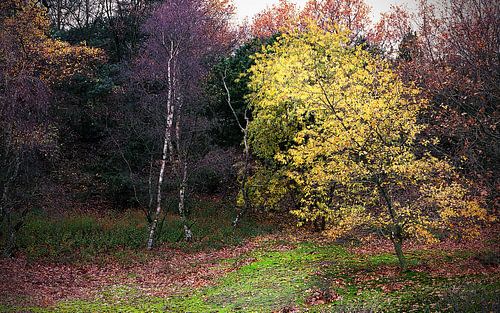 Wasserversorgungsdünen von Amstrdam - 4