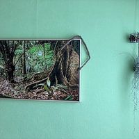 Photo de nos clients: Arbre aux racines foliaires dans la jungle surinamaise par Marcel Bakker, sur toile
