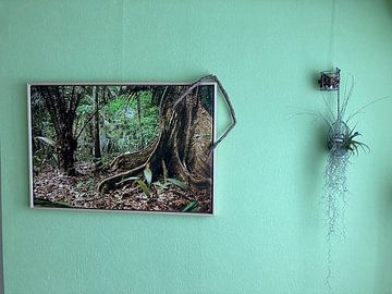 Klantfoto: Boom met bladwortels in de Surinaamse jungle van Marcel Bakker