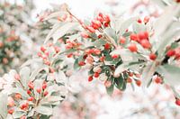 Branch with red and pink blossom