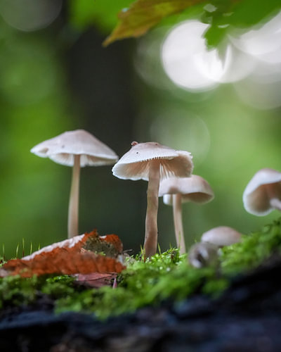 helmmycena in het Amsterdamse Bos
