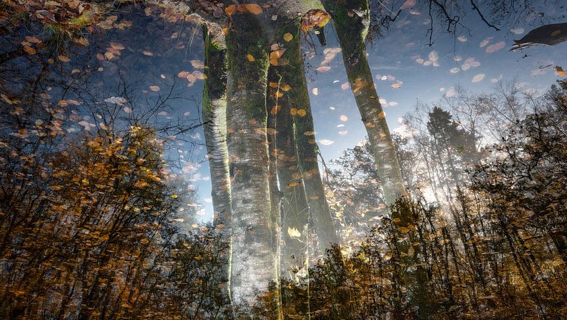 Autumn dream von Reggy de With