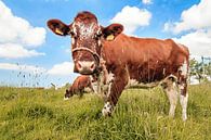 Bruine koe in een veld in de zomer van Dennis van de Water thumbnail